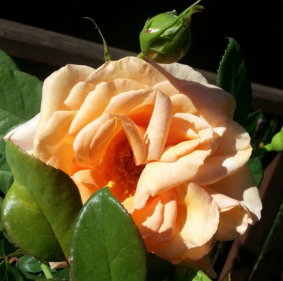  photo 20140727_084452-1_zpsq3sivv1d.jpg